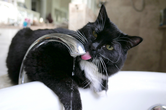 猫はエアコン嫌い？