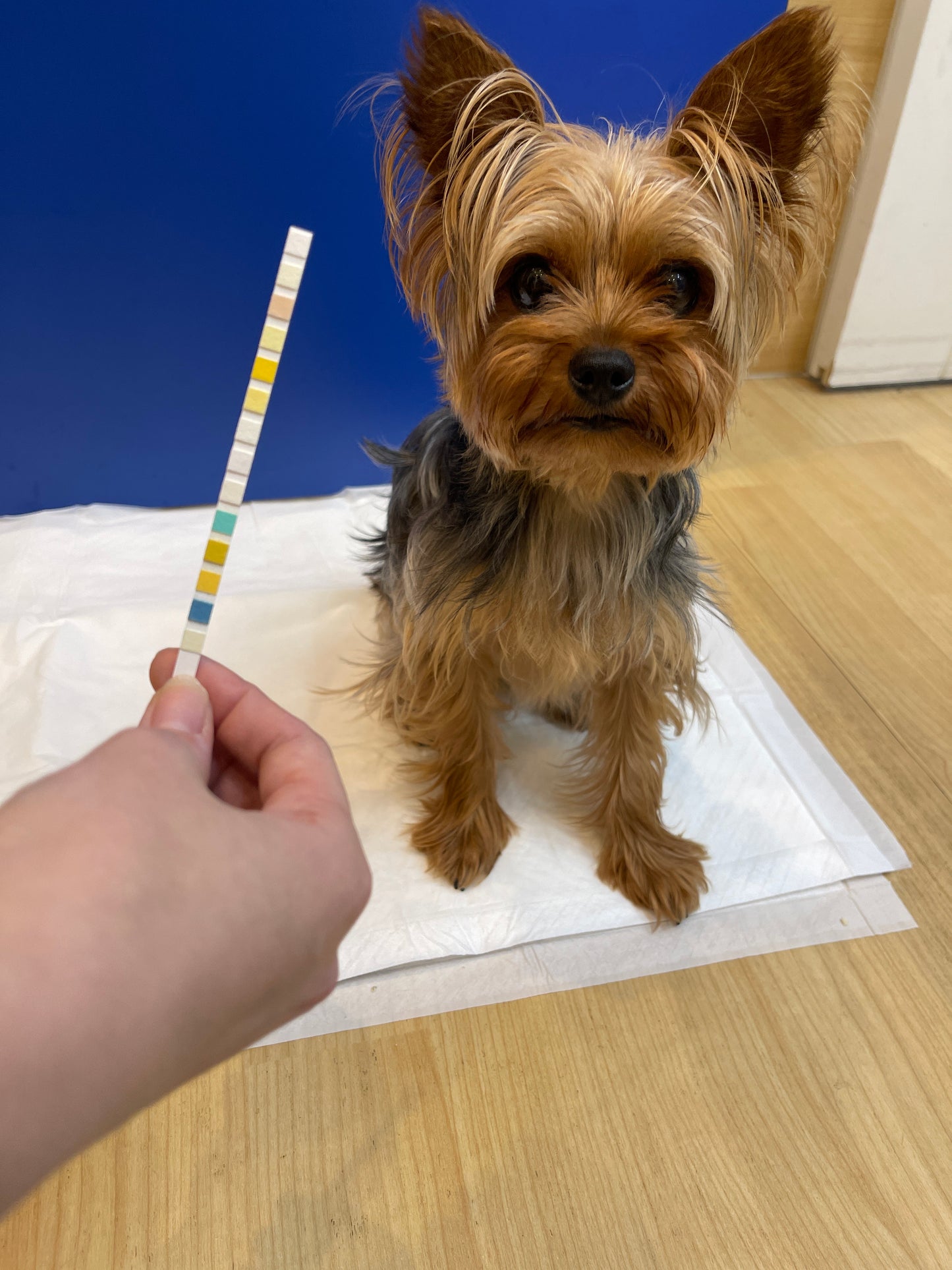 [Buddy Medical Check] Urine Test Kit Only: